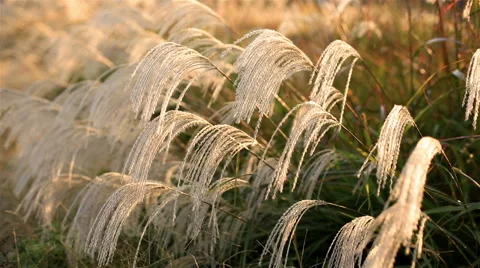 Miscanthus in the setting sun. Stock Footage 56139042