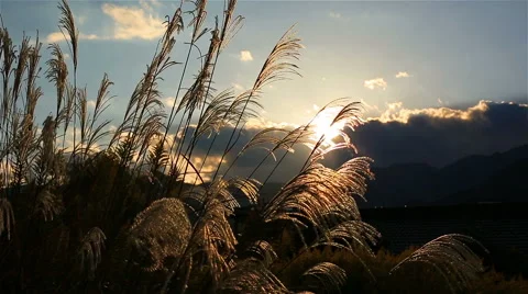 Miscanthus in the setting sun. Stock-Footage 56234398