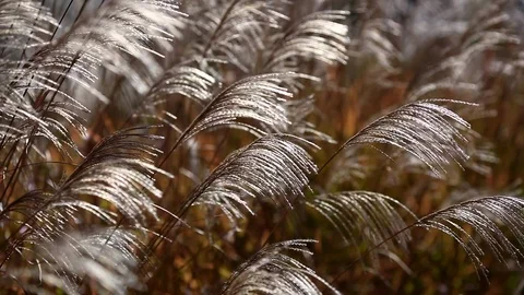 Miscanthus in the setting sun. Stock Footage 97728399