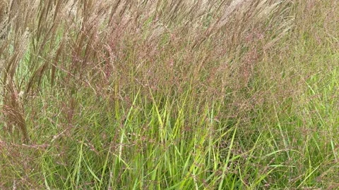 Miscanthus silvergrass eulalia and switch grass panicum Video stock 317331671