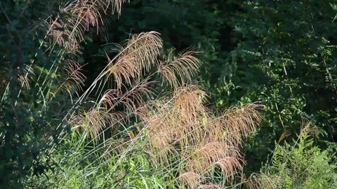 Miscanthus sinensis Anderss sway in the wind Stock Footage 168916104