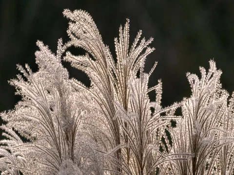 Miscanthus sinensis in backlight Stock Footage 82609202
