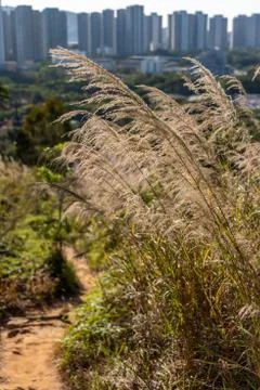 Miscanthus Sinensis 'Gracillimus' Up Close Stock Photos