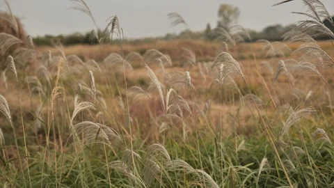Miscanthus sinensis or pampas grass blowing in wind Stock Footage 314027487