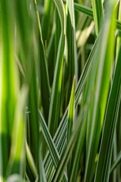 Miscanthus sinensis Stock Photos