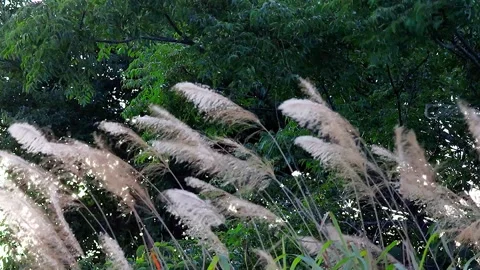 Miscanthus Sinensis Swaying in Strong Wind Against Deep Green Trees,4K 库存影片 343565530