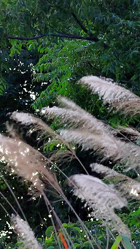 Miscanthus Sinensis Swaying in Strong Wind Against Deep Green Trees,Vertical 库存影片 343565540