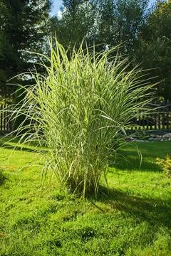 Miscanthus sinesis Stock Photos