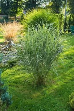 Miscanthus sinesis Stock Photos