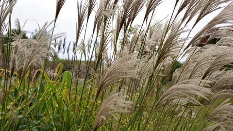 Miscanthus swaying in the wind Stock Footage 348213611