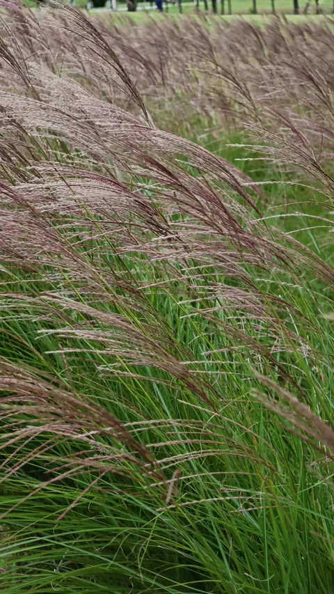 Miscanthus swaying in the wind Stock-Footage 348217401