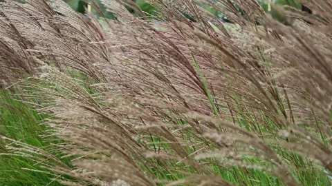Miscanthus swaying in the wind Stock-Footage 348217475
