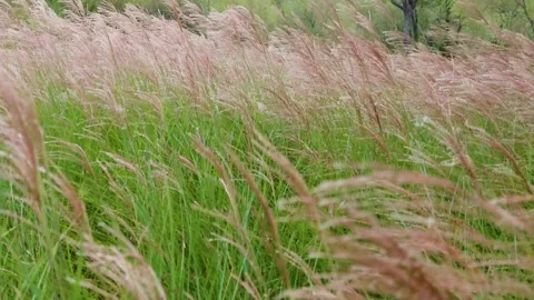 Miscanthus swaying in the wind Stock-Footage 348254260