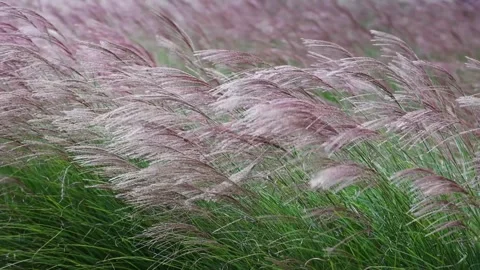 Miscanthus swaying in the wind Stock Footage 348254372