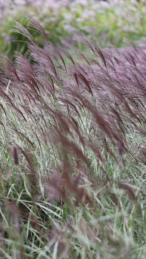 Miscanthus swaying in the wind Stock Footage 348256062