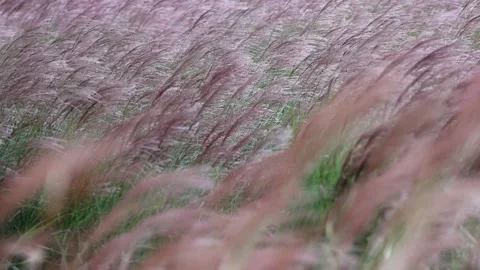 Miscanthus swaying in the wind Stock-Footage 348256098