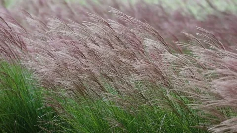 Miscanthus swaying in the wind Stock-Footage 348256101
