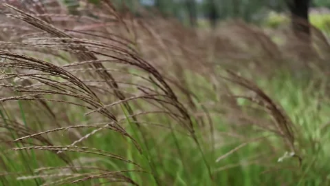 Miscanthus swaying in the wind Stock-Footage 348256121