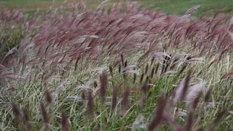 Miscanthus swaying in the wind Stock-Footage 348256494