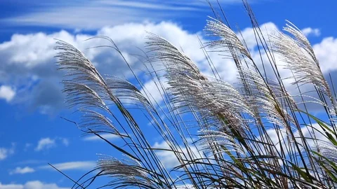 Miscanthus in the wind. Stock Footage 96422981