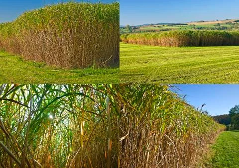 Miscanthus,switch grass Stock Photos