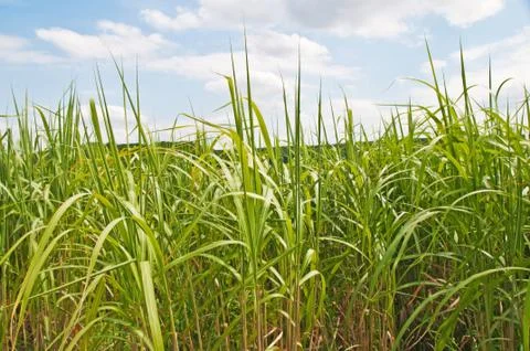 Miscanthus,switchgrass Stock Photos