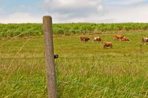 Miscanthus,switchgrass Stock Photos