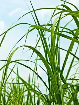 Miscanthus,switchgrass Stock Photos