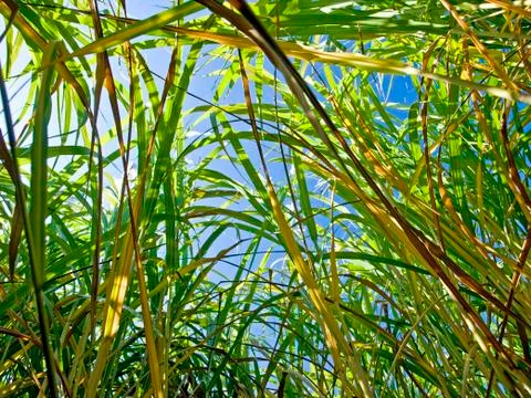 Miscanthus,switchgrass 스톡 사진