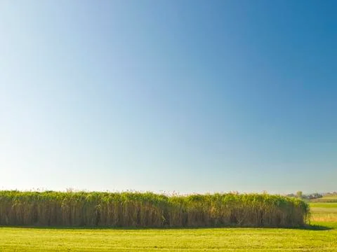 Miscanthus,switchgrass Stock Photos