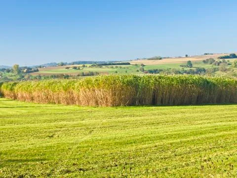 Miscanthus,switchgrass Stock Photos