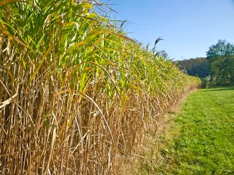 Miscanthus,switchgrass Stock Photos