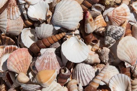 Miscellaneous sea shells Foto stock