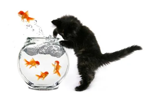 Mischeivious kitten Stock Illustration