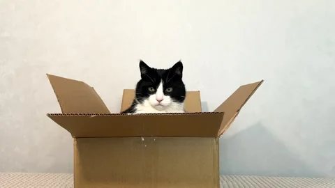 Mischievous black and white cat peeks out from delivery box, paws gripping Stock Footage 314896962