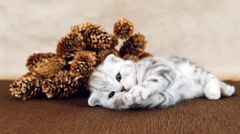 A mischievous kitten is playing with its paws.  A very interested kitten. Foto stock