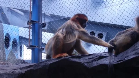 Mischievous Monkey Stock Footage 144829404