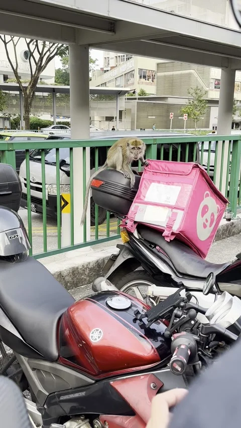 Mischievous Monkey Messes With Motorcyclists, singapore - 12 Aug 2023 Video stock 252606531