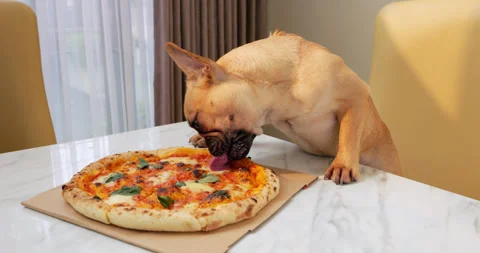 Mischievous puppy climbed onto dining table and licks unattended pizza Stock Footage 274738844