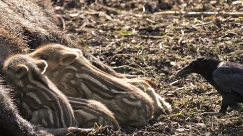 Mischievous Raven Pecking at Piglets’ Rumps – 4K Stock-Footage 321182699