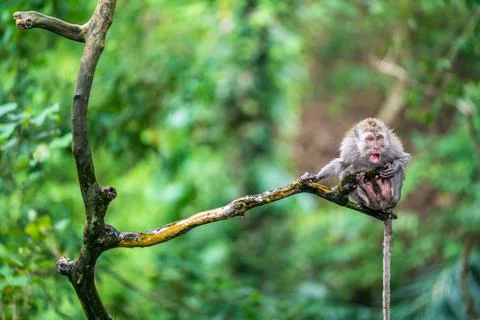 The Mischievous rebel monkey of the Ubud Monkey forest sanctuary in Bali Indo Stock Photos