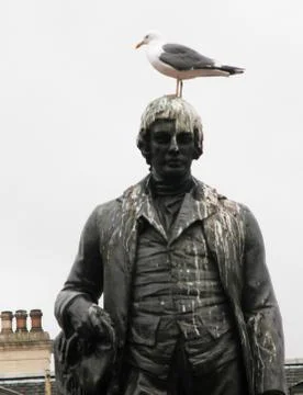 A mischievous seagull Stock Photos