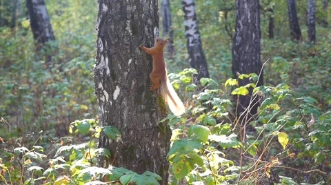 Mischievous squirrel jumps on a tree and waving his tail Видео 67757886