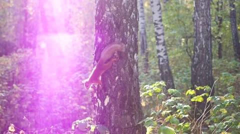 Mischievous squirrel jumps on a tree Video stock 67758033