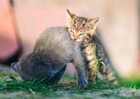 Mischievous tabby kitten playfully bites the back of a fluffy gray kitten Stock Photos