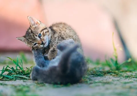 Mischievous tabby kitten playfully fights with fluffy gray kitten Stock Photos