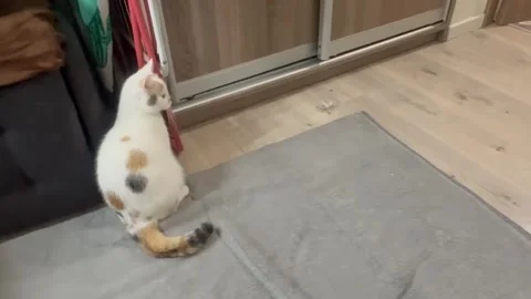 A mischievous tricolor kitten backs out of a narrow space between furniture Video stock 328032851