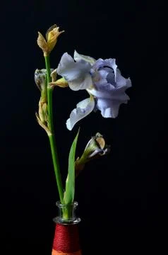 The Miser Stock Photos