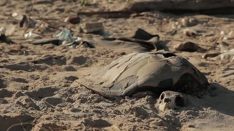 Miserabke dead turtle with empty shell on the sea shore of Vietnam in spring. Stock Footage 98570563