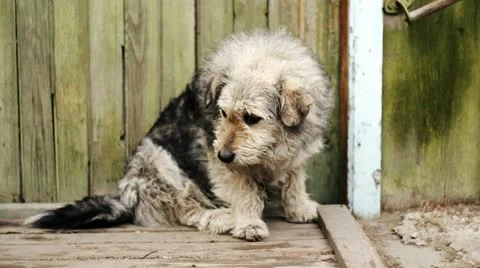 Miserable dog sits by the door Vídeo Stock 20616770